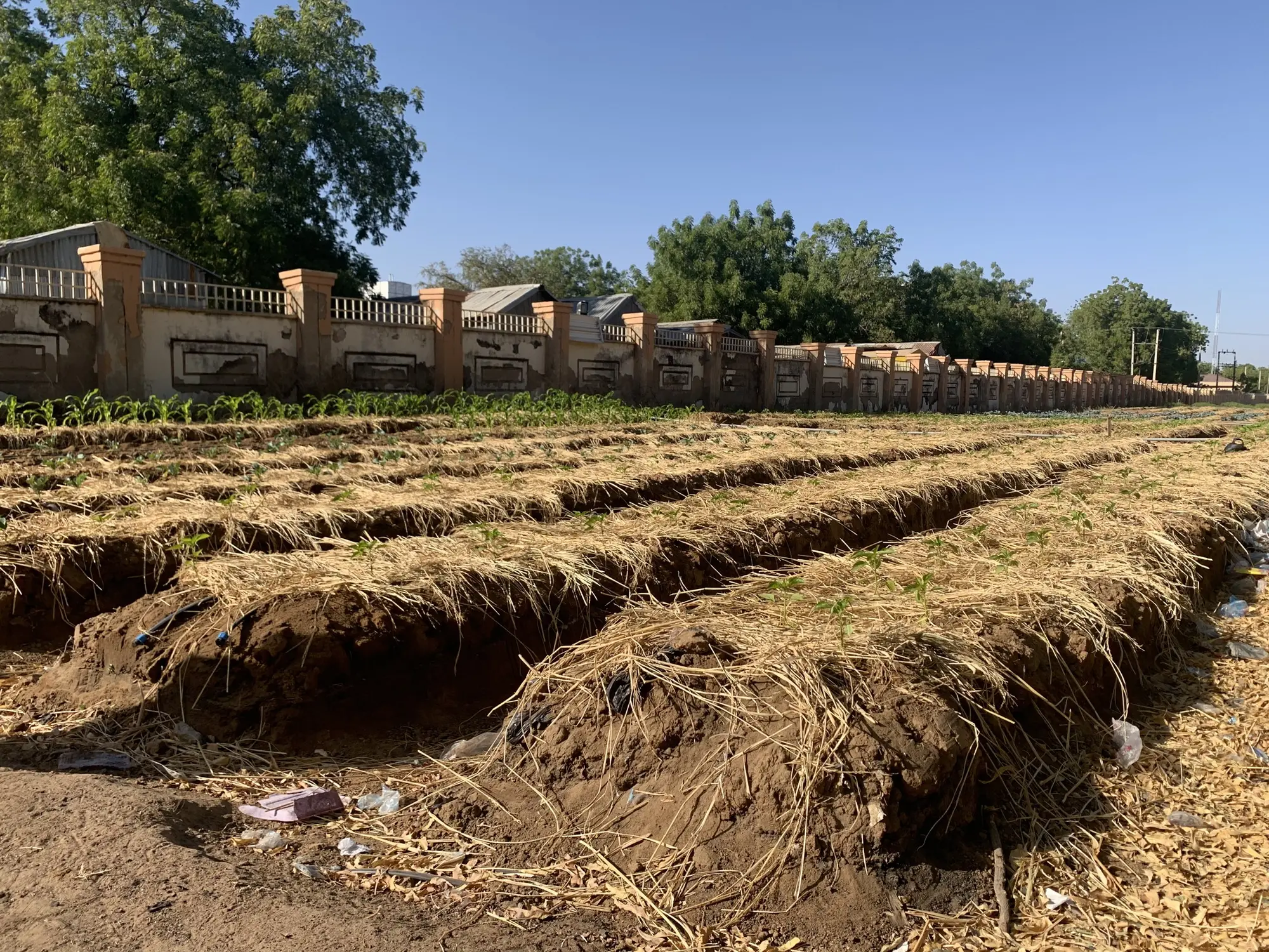 Vegetable beds covered with straw mulch beside a walled compound