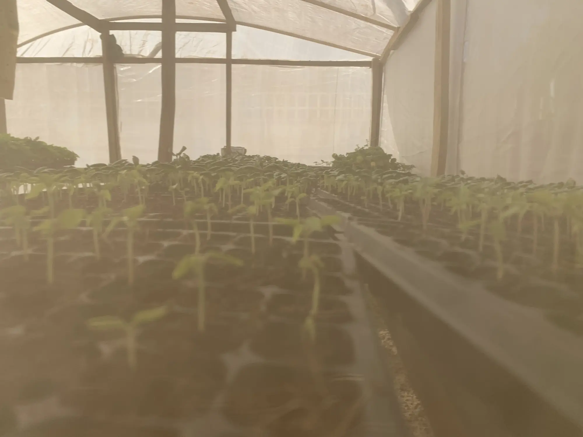 Rows of seedlings in trays inside a shaded nursery